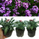 Wallflower Purple Bicolour Plants (Set of 3 or 6)