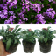 Wallflower Purple Bicolour