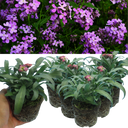 Wallflower Purple Bicolour Plants (Set of 3 or 6)