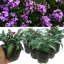 Wallflower Purple Bicolour