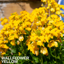 Wallflower Yellow Plants (Set of 3 or 6)