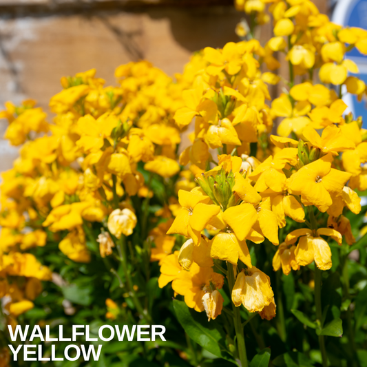 Wallflower Yellow in full flower, dense heads of bright yellow blooms and buds against a stone wall