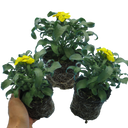 Wallflower Yellow Plants (Set of 3 or 6)