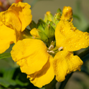 Wallflower Yellow Plants (Set of 3 or 6)