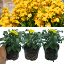Wallflower Yellow Plants (Set of 3 or 6)