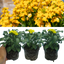 Wallflower Yellow