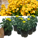 Wallflower Yellow Plants (Set of 3 or 6)