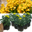 Wallflower Yellow