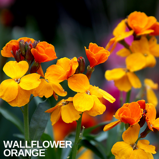 Wallflower Orange in flower, clusters of golden-orange and apricot four-petalled blooms on upright stems