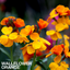 Wallflower Orange