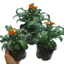 Wallflower Orange Plants (Set of 3 or 6)