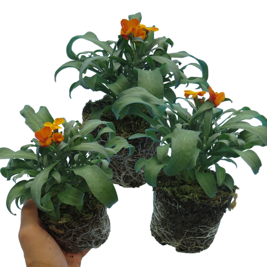 Wallflower Orange (Erysimum) – Scented Spring Bedding (Set of 3 or 6)