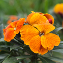 Wallflower Orange Plants (Set of 3 or 6)