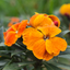 Wallflower Orange