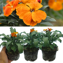 Wallflower Orange Plants (Set of 3 or 6)