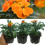 Wallflower Orange