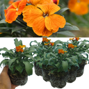 Wallflower Orange Plants (Set of 3 or 6)