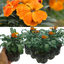 Wallflower Orange