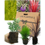 Container Middles - Cupressus Wilma, Cordyline Red Star, Hebe Varigata