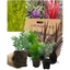 Container Middles - Cupressus Wilma, Cordyline Red Star, Hebe Varigata