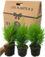 Cupressus Wilma
