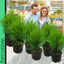 Cupressus Wilma