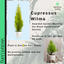 Cupressus Wilma