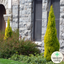 Cupressus Wilma