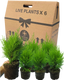 Cupressus Wilma