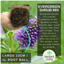 Evergreen Shrub - Euonymus, Choisya, Hebe
