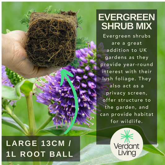 Care information card for an evergreen shrub mix, hand holding a 13cm root ball above purple hebe flowers