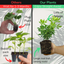 Evergreen Shrub - Euonymus, Choysia, Hebe