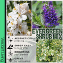 Evergreen Shrub - Euonymus, Choisya, Hebe
