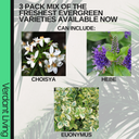 Evergreen Shrub - Euonymus, Choisya, Hebe