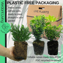 Evergreen Shrub - Euonymus, Choisya, Hebe