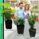 Evergreen Shrub - Euonymus, Choisya, Hebe
