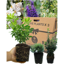 Evergreen Shrub - Euonymus, Choisya, Hebe