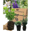 Evergreen Shrub - Euonymus, Choysia, Hebe
