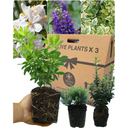 Evergreen Shrub - Euonymus, Choisya, Hebe
