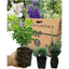 Evergreen Shrub - Euonymus, Choysia, Hebe