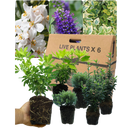 Evergreen Shrub - Euonymus, Choisya, Hebe