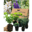 Evergreen Shrub - Euonymus, Choysia, Hebe