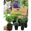 Evergreen Shrub - Euonymus, Choisya, Hebe
