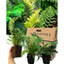 Fern Mix - Shield Fern, Holly Fern, Male Fern