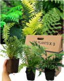 Shield Fern Plant