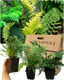 Fern Mix - Shield Fern, Holly Fern, Male Fern