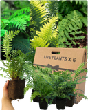 Shield Fern Plant