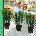 Asiatic Lily Orange Plant