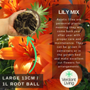 Asiatic Lily Orange Plant