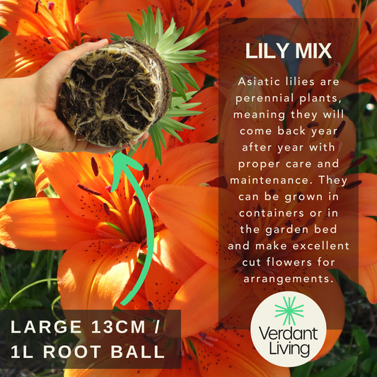 Care information card for a lily mix, hand holding a 13cm root ball over orange Asiatic lilies